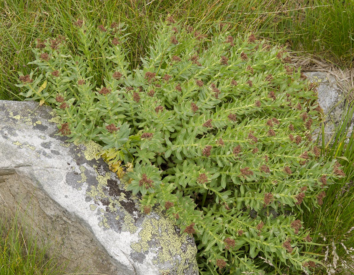 Rhodiola rosea