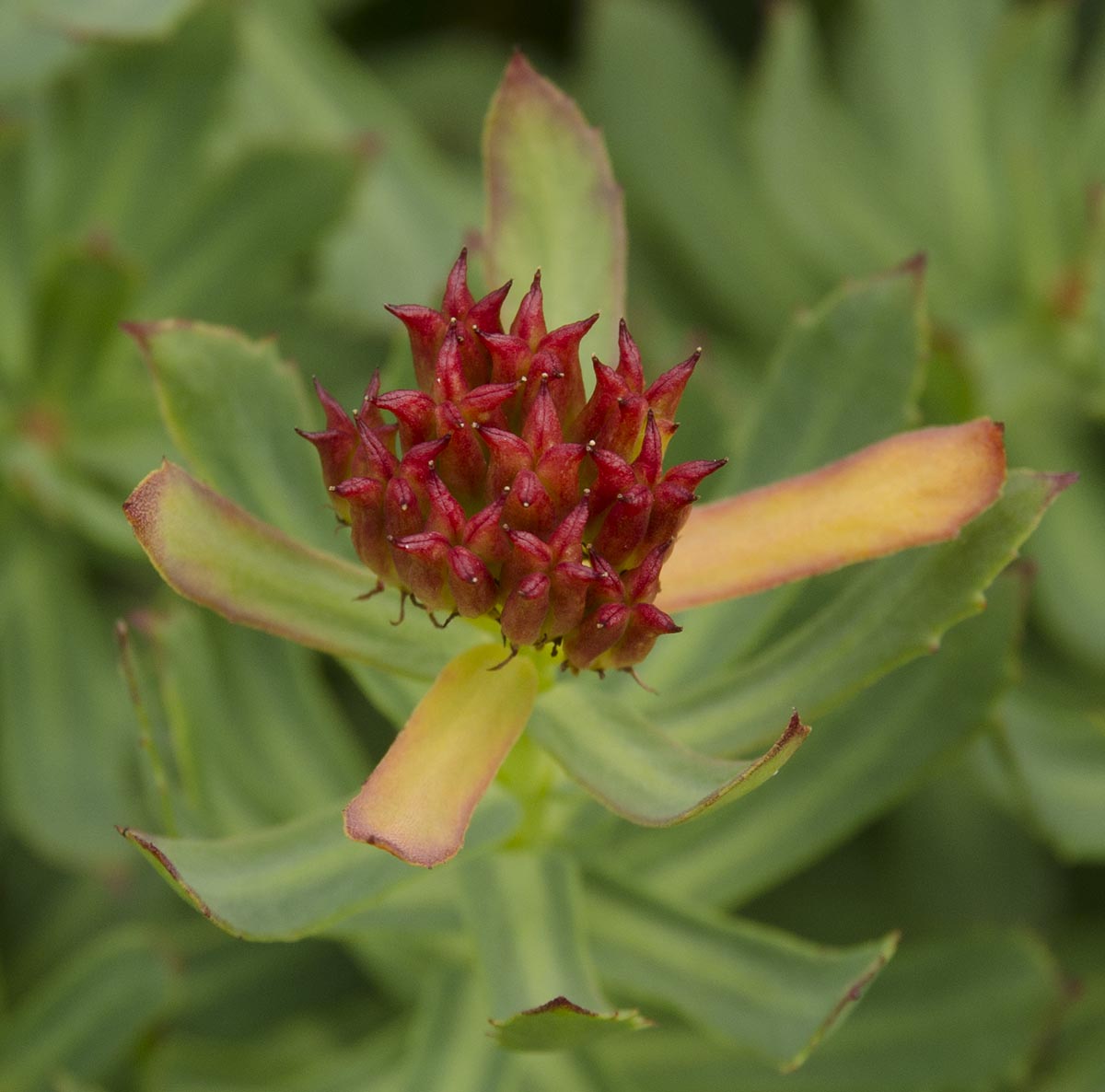 Rhodiola rosea