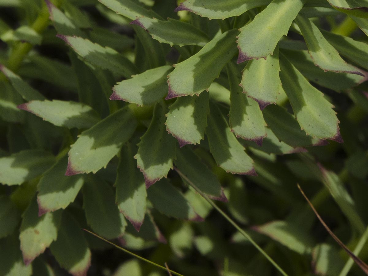 Rhodiola rosea