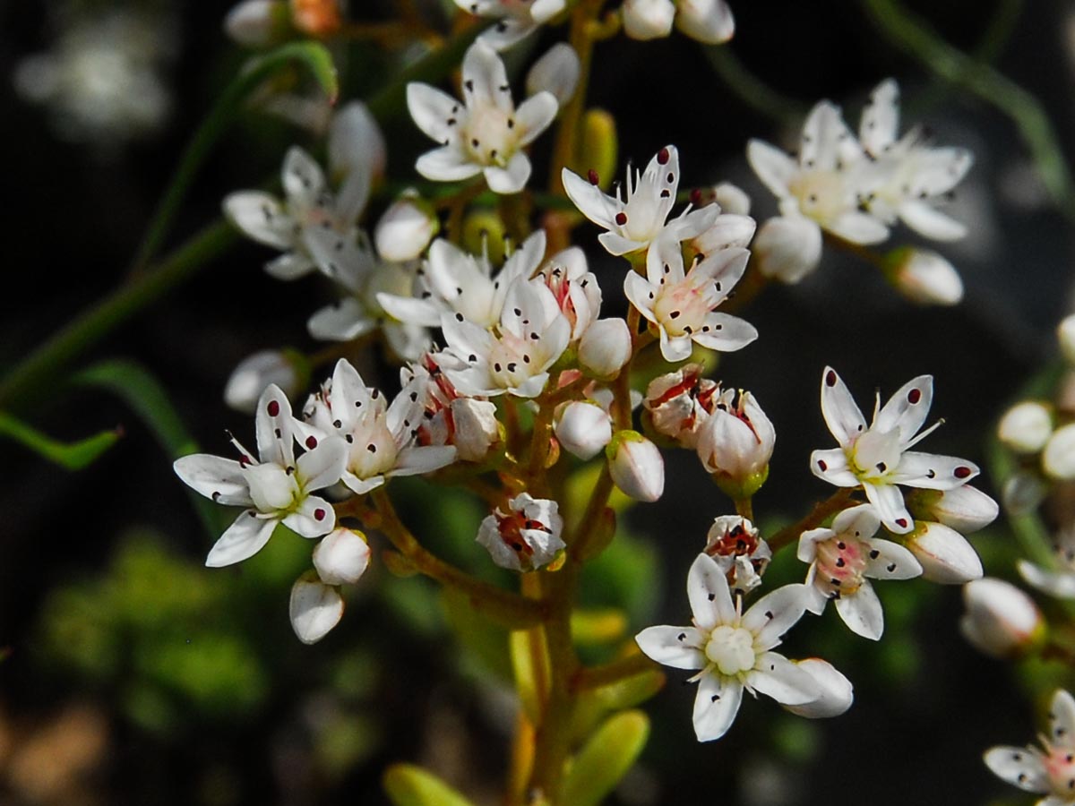 Sedum album