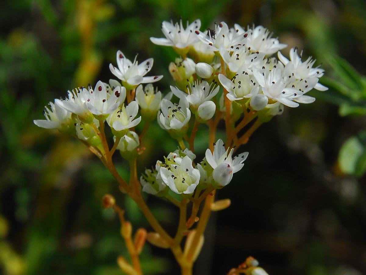 Sedum album