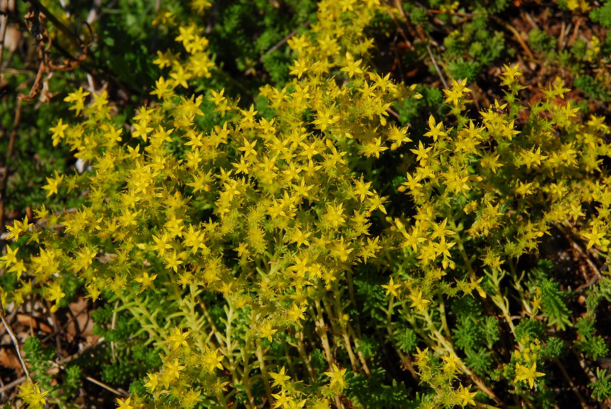 Sedum sexangulare