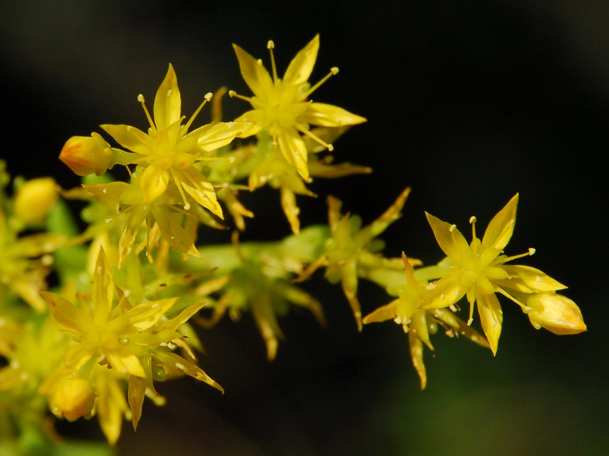 Sedum sexangulare