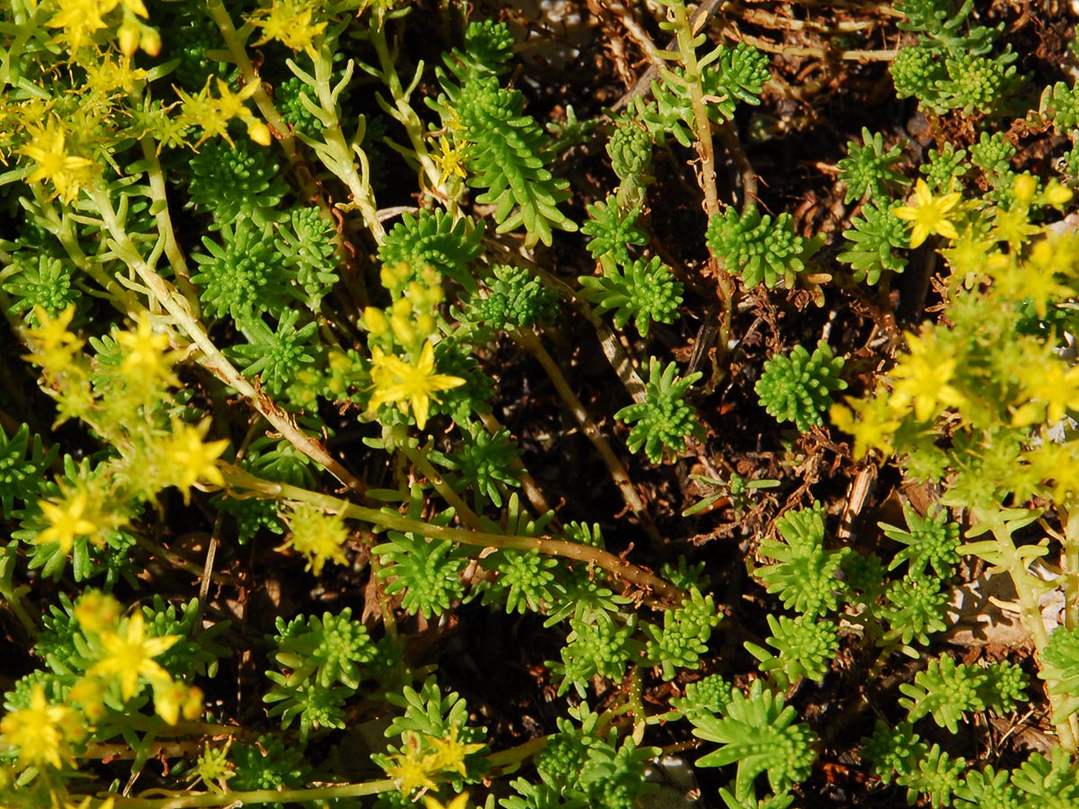 Sedum sexangulare