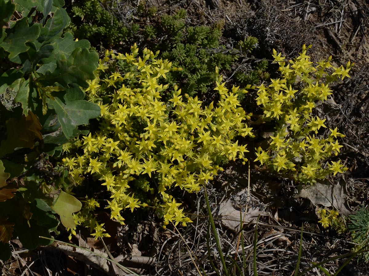 Sedum sexangulare