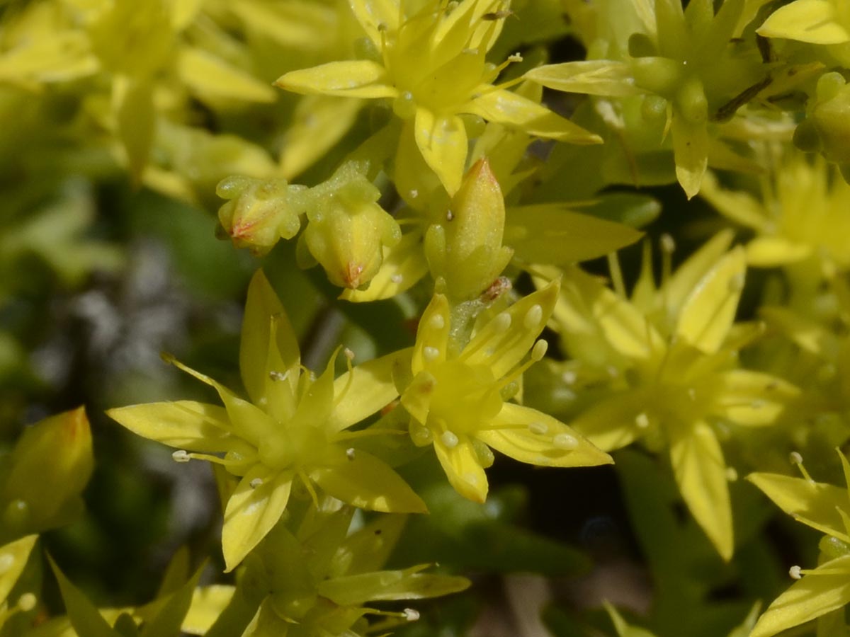 Sedum sexangulare