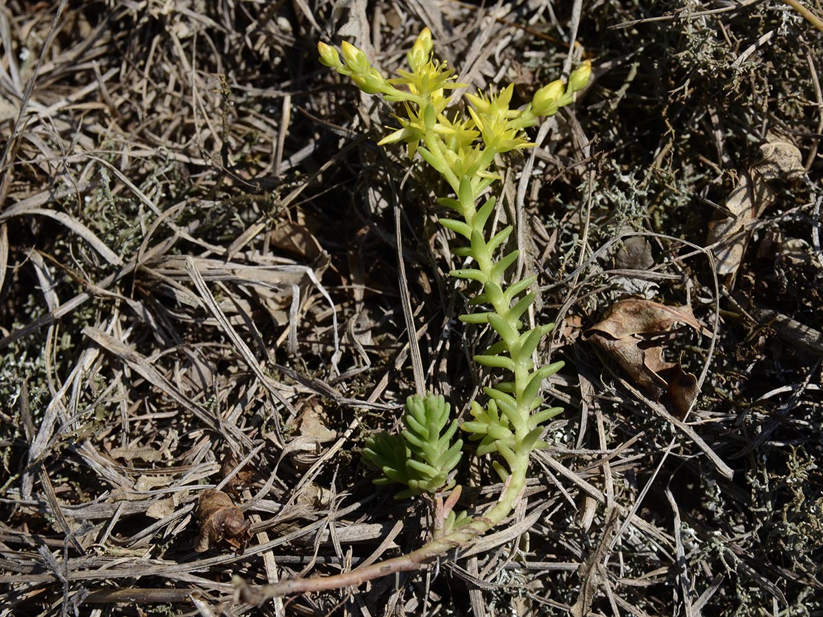 Sedum sexangulare