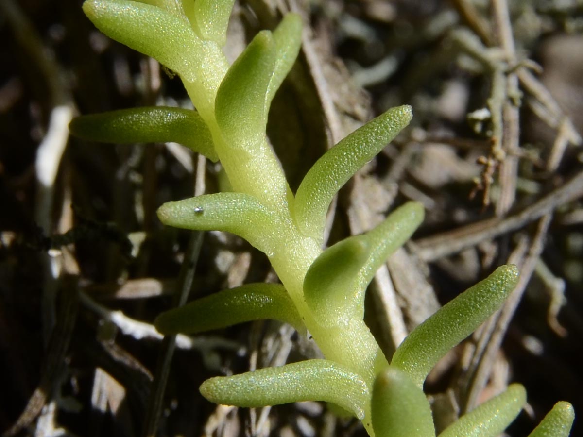 Sedum sexangulare