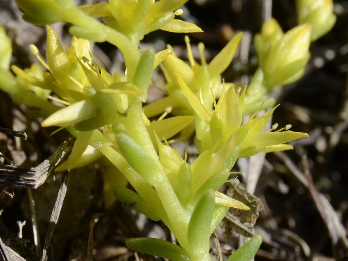 Sedum sexangulare