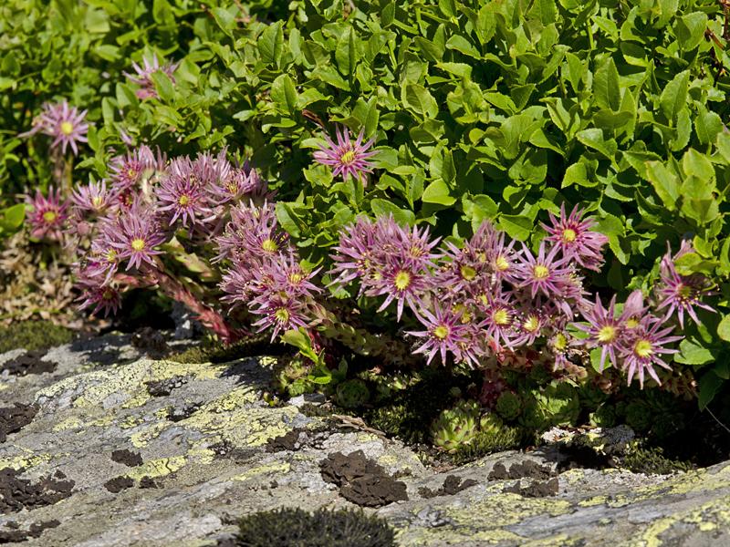 Sempervivum stiriacum