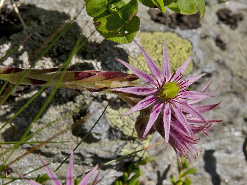 Sempervivum stiriacum