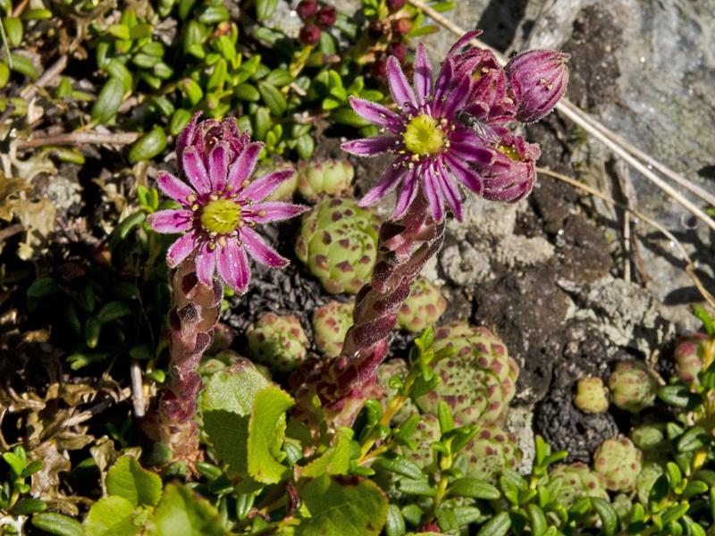 Sempervivum stiriacum