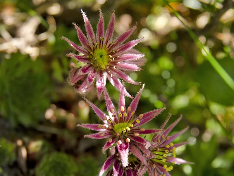 Sempervivum stiriacum