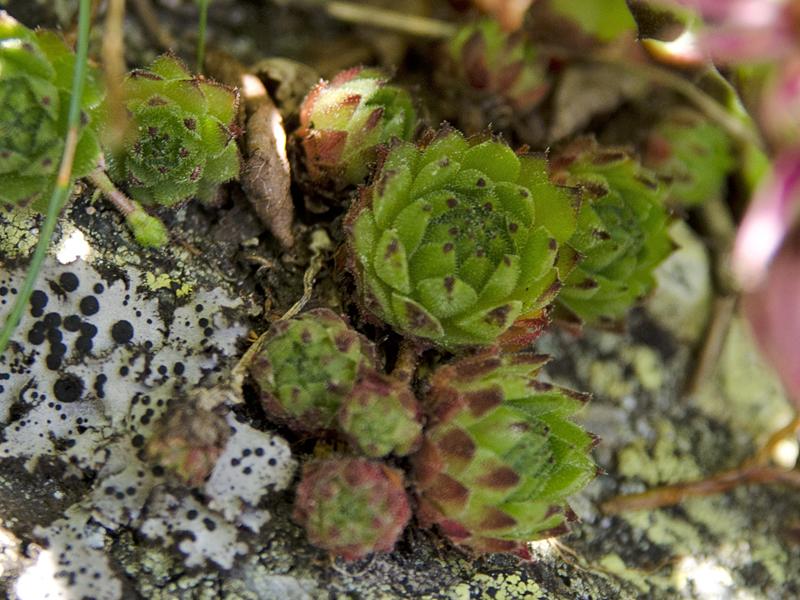 Sempervivum stiriacum