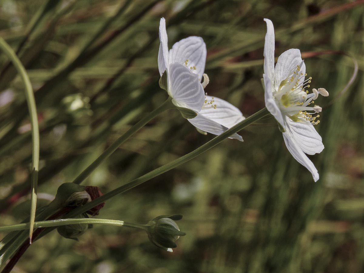 Blüten, Knospe