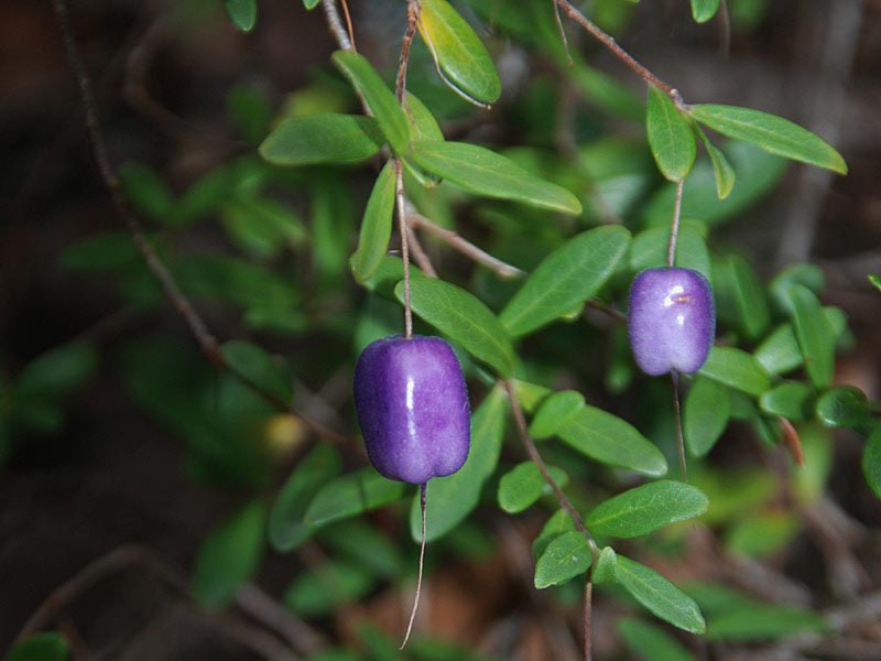 Billardiera longiflora