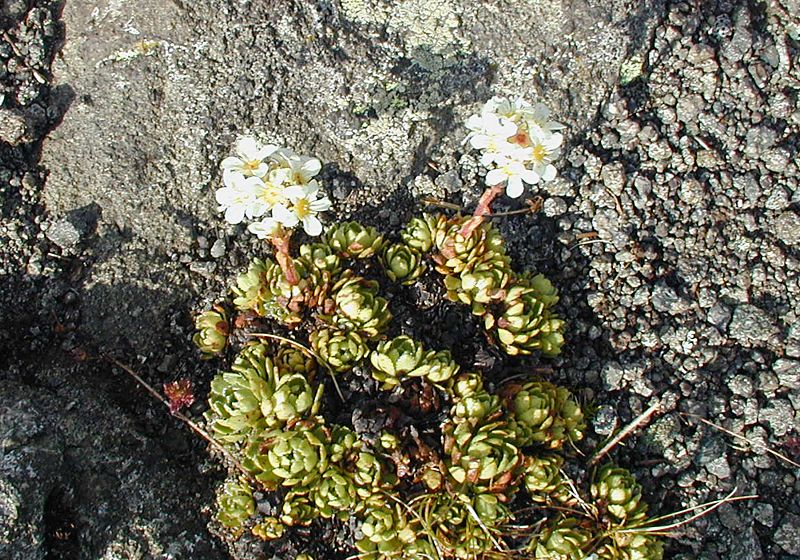 Saxifraga paniculata