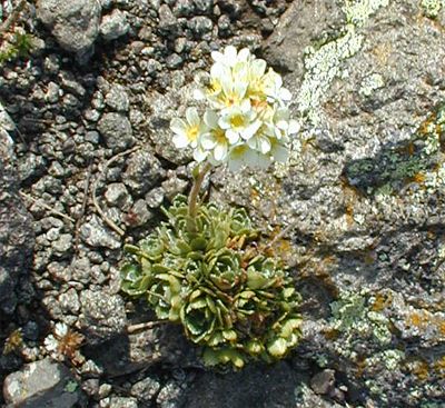 Saxifraga paniculata