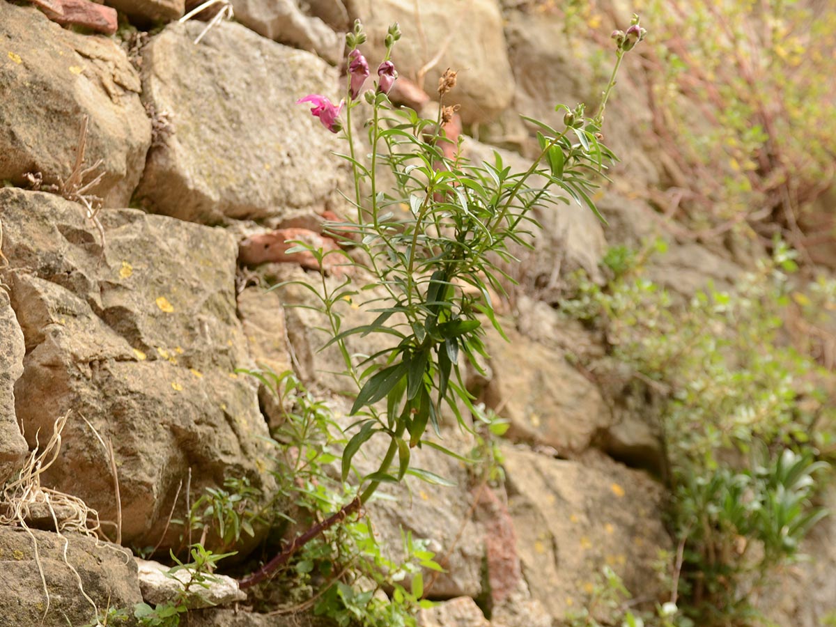 Antirrhinum majus