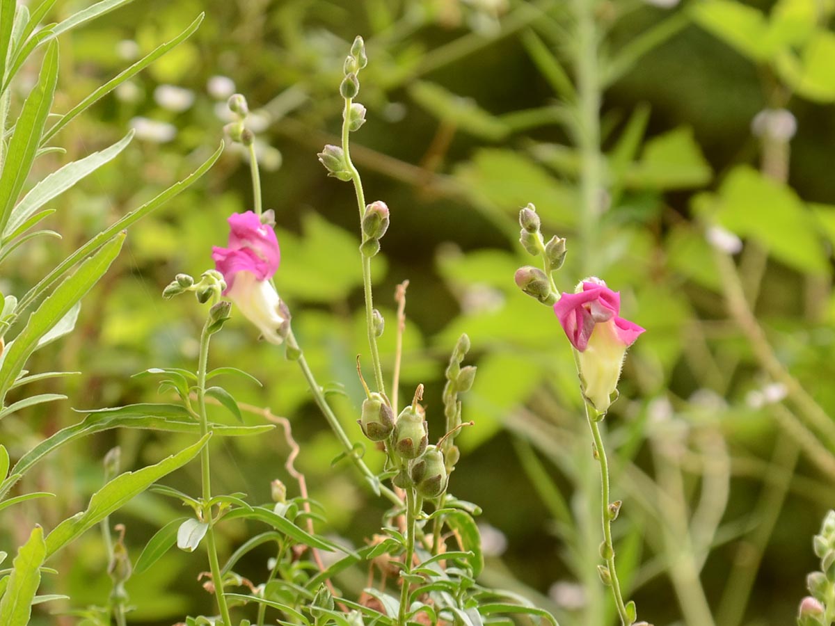 Antirrhinum majus