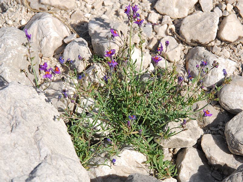 Linaria alpina