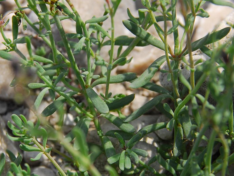 Linaria alpina