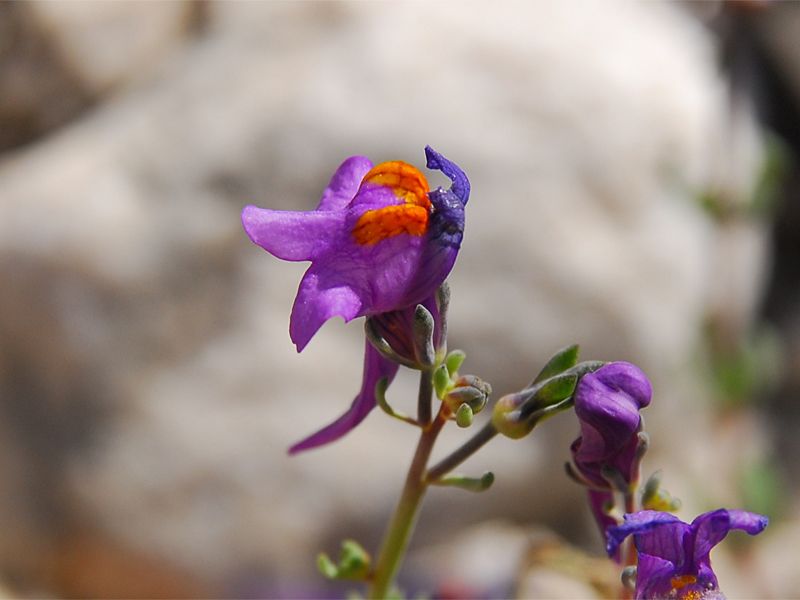 Linaria alpina