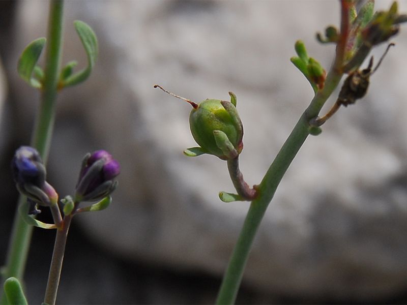 Linaria alpina