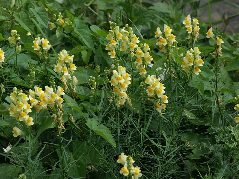 Linaria vulgaris