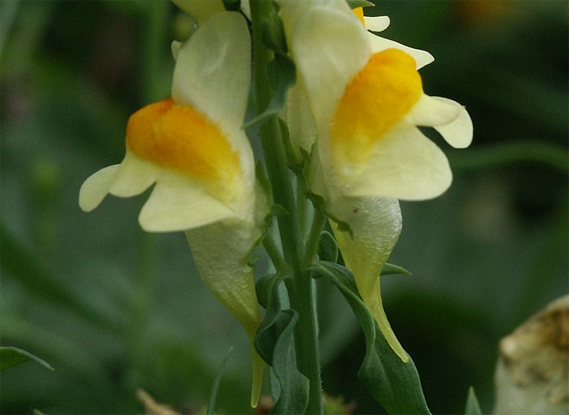 Linaria vulgaris