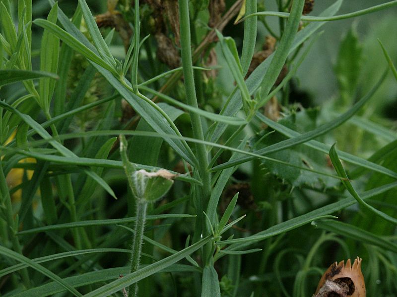 Linaria vulgaris