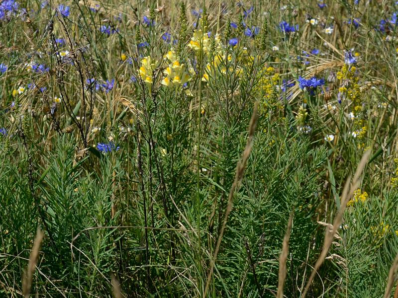 Linaria vulgaris