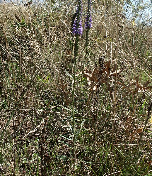 Veronica spicatum agg.