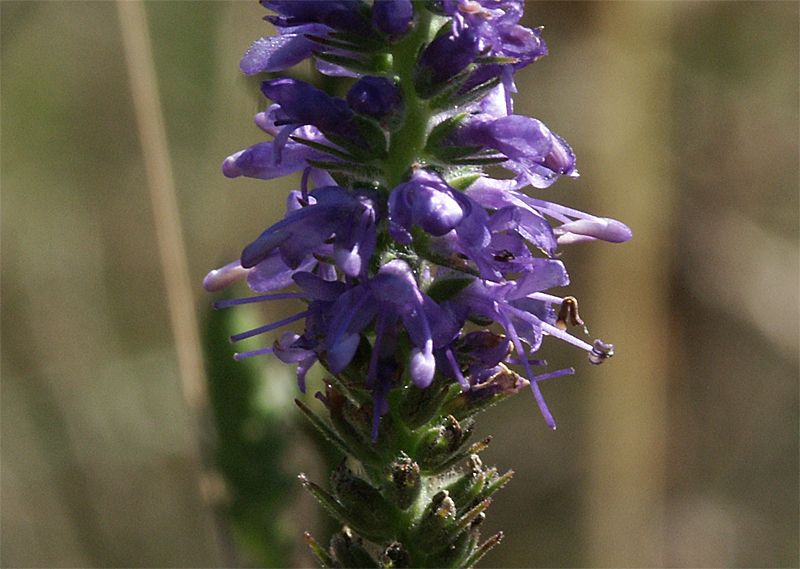 Veronica spicatum agg.