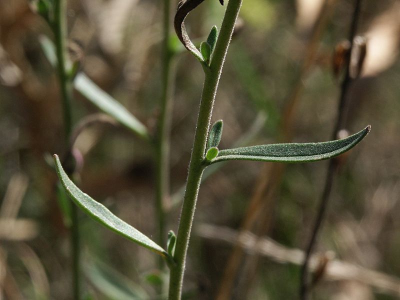 Veronica spicatum agg.