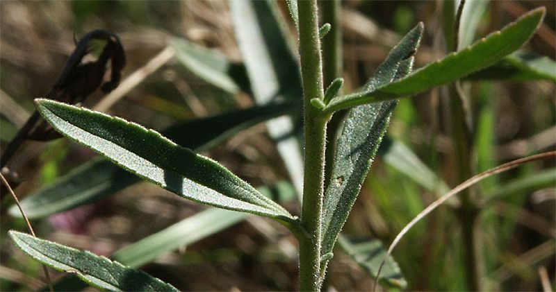 Veronica spicatum agg.