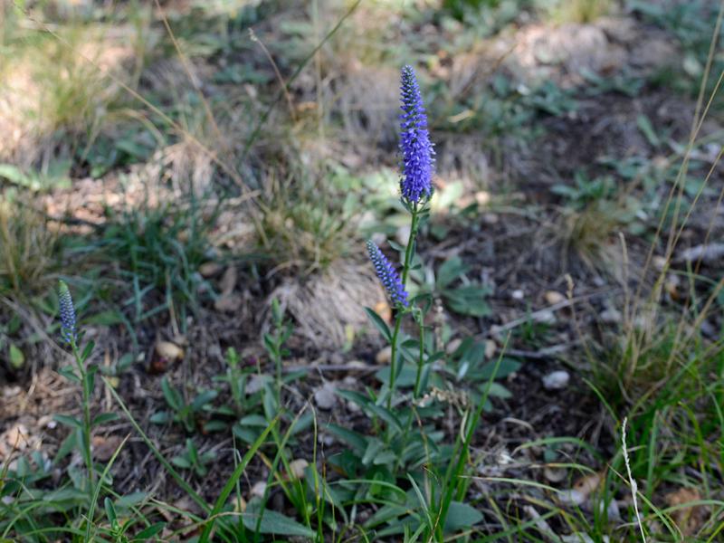 Veronica spicatum agg.