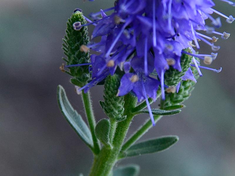 Veronica spicatum agg.