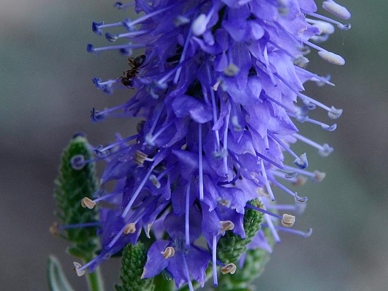 Veronica spicatum agg.