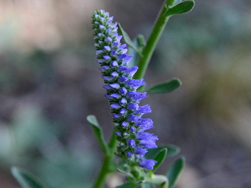 Veronica spicatum agg.