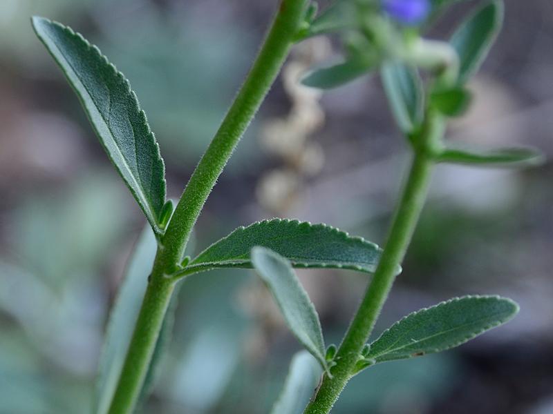 Veronica spicatum agg.