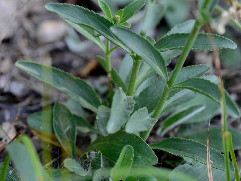 Veronica spicatum agg.