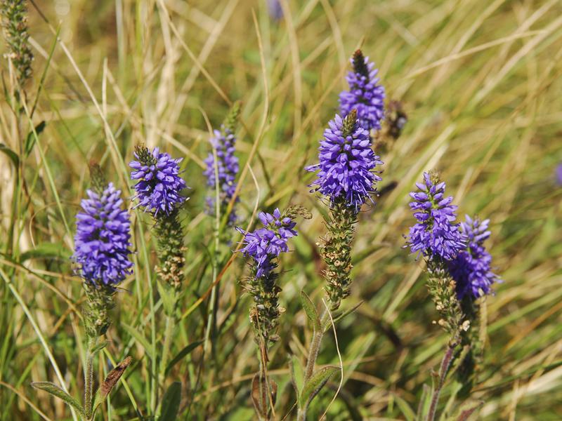 Veronica spicatum agg.