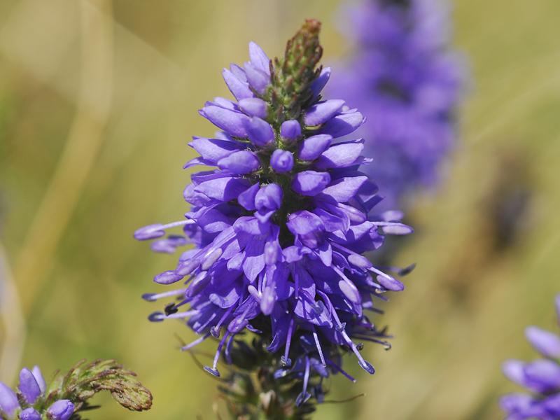 Veronica spicatum agg.