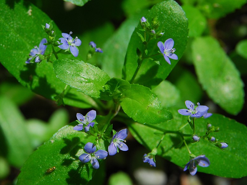 Veronica beccabunga