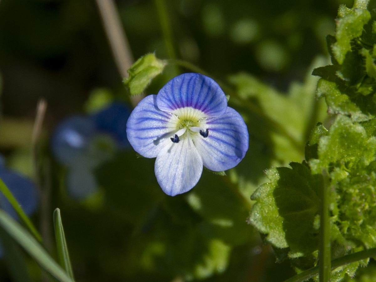 Veronica persica