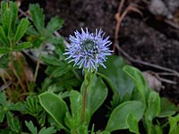 Nacktstängel-Kugelblume