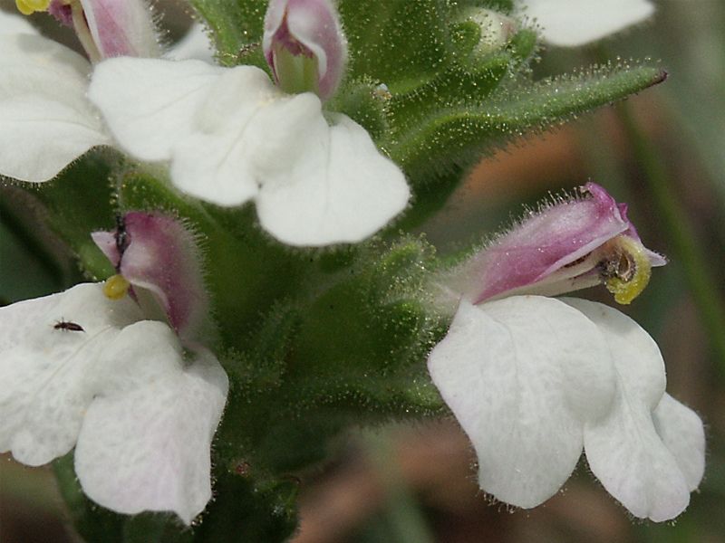 Bellardia trixago