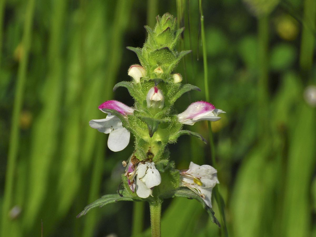 Bellardia trixago