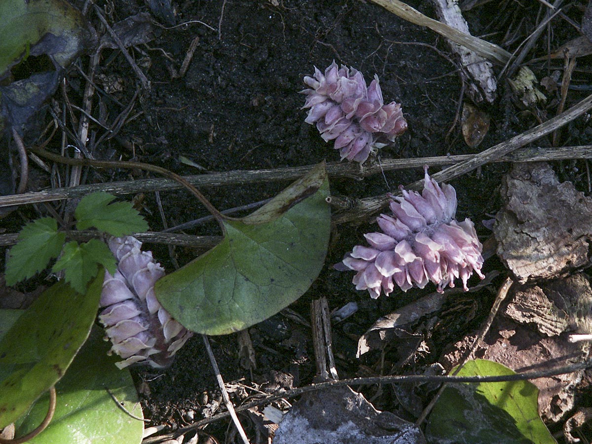 Lathraea squamaria